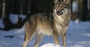 To ślady innych zwierząt. Wilki nie mają związku ze zgonem Dawida