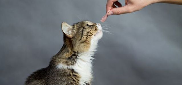 Największe błędy właścicieli kotów