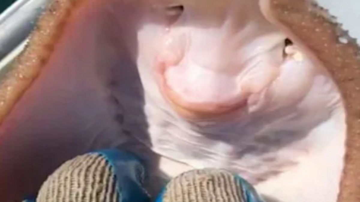 Schwytał rybę. Gilgotał ją i nagrywał "śmieszne" wideo. Internauci oburzeni.