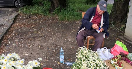 Wrocław. Takiej botwinki w markecie nie znajdziecie. Sekret udanej działki