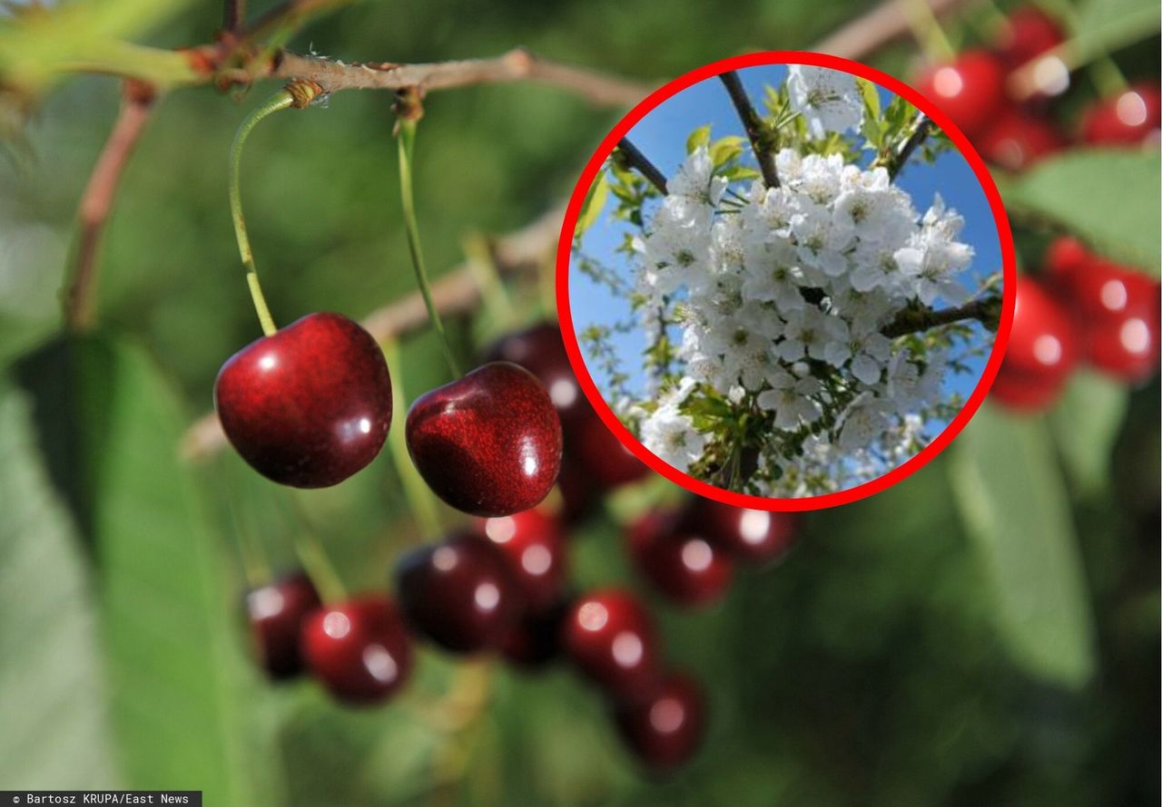 Czereśnie kwitnące na początku kwietnia to ewenement