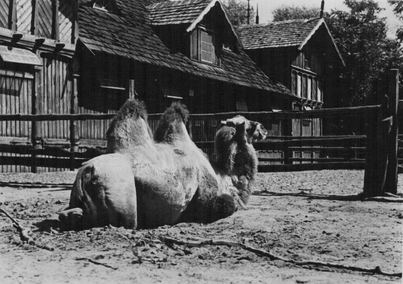 Historyczne zdjęcie wielbłąda w Warszawskim ZOO. / fot. fb/Warszawskie ZOO