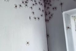 Inwazja setek pająków. Szokujące nagrania z australijskich domów