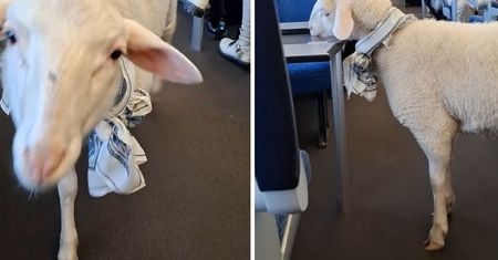 Podróżowała z baranem. Została wyproszona z pociągu