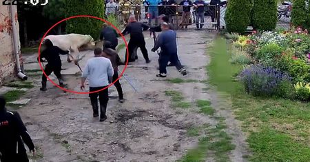 Wstrząsające obrazy w Turznie. Byk stratował ludzi. Oto słowa świadków