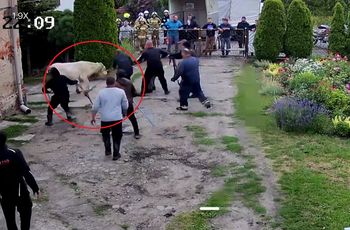 Wstrząsające obrazy w Turznie. Byk stratował ludzi. Oto słowa świadków