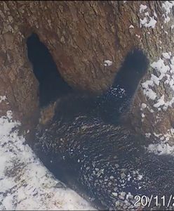 Idzie zima. Niedźwiedź poszedł spać