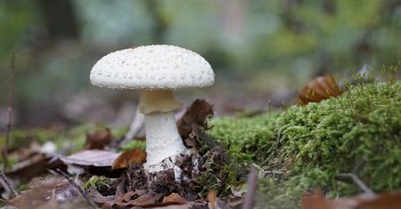 Czarna strona grzybobrania. "Przestałem zbierać"