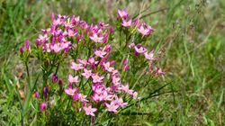 Centuria pospolita - właściwości, zastosowanie, przeciwwskazania, gdzie kupić