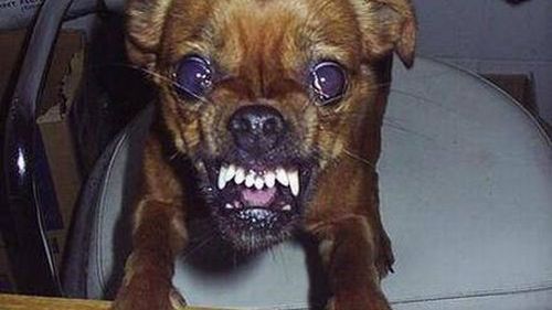 Wilcze stado: najlepsze filmy o wilkołakach [top] 1