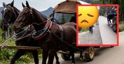 "Hańba". Dziecko krzyknęło do podróżujących na Morskie Oko. O krok od tragedii
