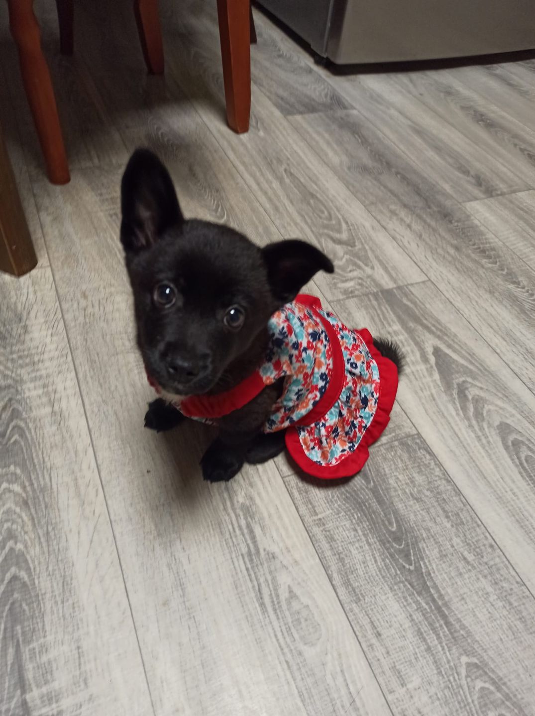 Dzień Kundelka na Pudelku! Nasi czytelnicy dzielą się z nami zdjęciami swoich pupili 