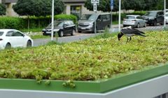 Zielone dachy na przystankach w Warszawie. Wspólny projekt AMS i ZTM