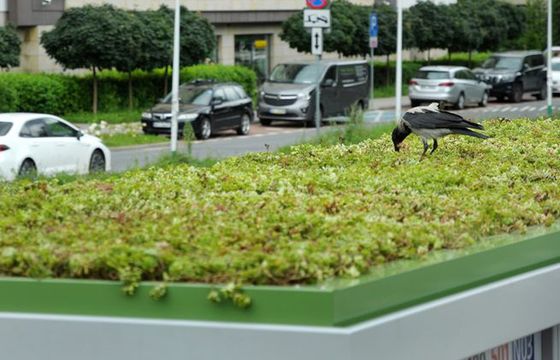Zielone dachy na przystankach w Warszawie. Wspólny projekt AMS i ZTM