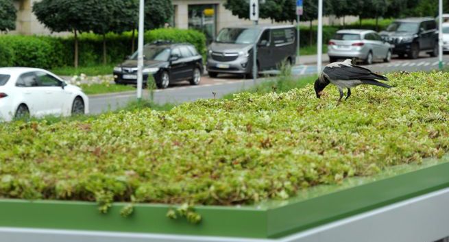 Zielone dachy na przystankach w Warszawie. Wspólny projekt AMS i ZTM
