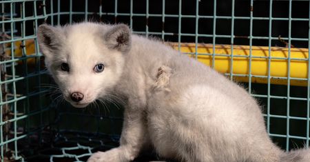 Koniec ferm futerkowych coraz bliżej. Tak mają wyglądać odszkodowania