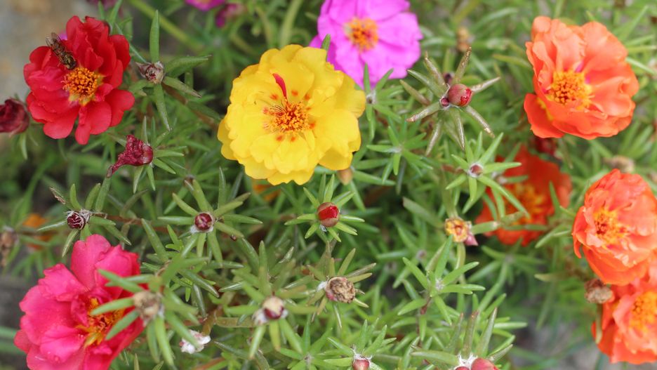 Portulaka wielkokwiatowa - pielęgnacja, wymagania, uprawa i odmiany