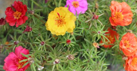 Portulaka wielkokwiatowa - pielęgnacja, wymagania, uprawa i odmiany