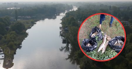 Śnięte ryby ponownie w Odrze. Wyłowiono ich aż 600 kg