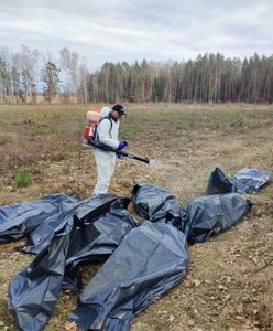 Setki martwych kur w lesie. Potwierdziły się obawy