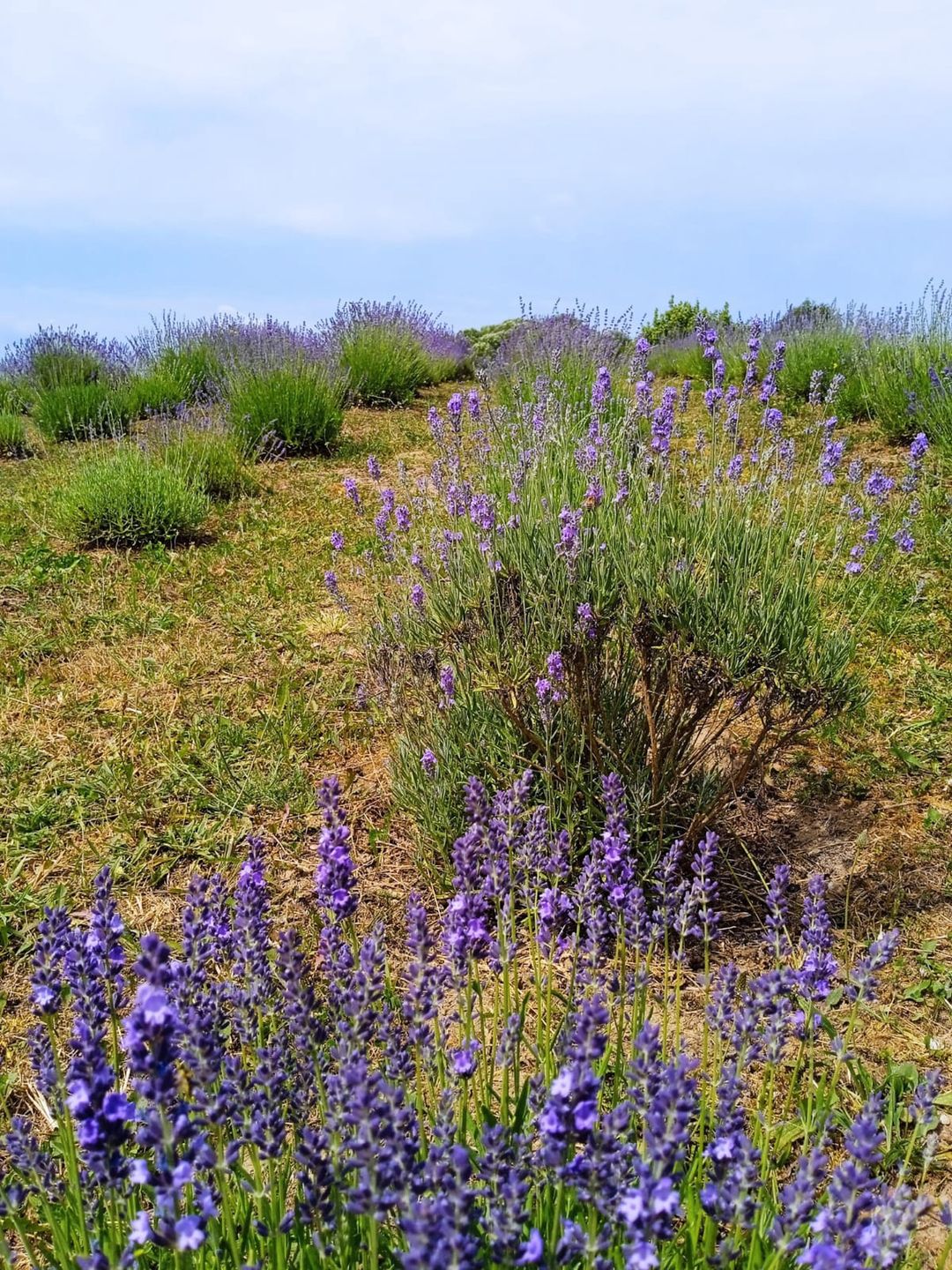 Choć lawenda w tym roku przemarzła, większość pola prezentuje się okazale