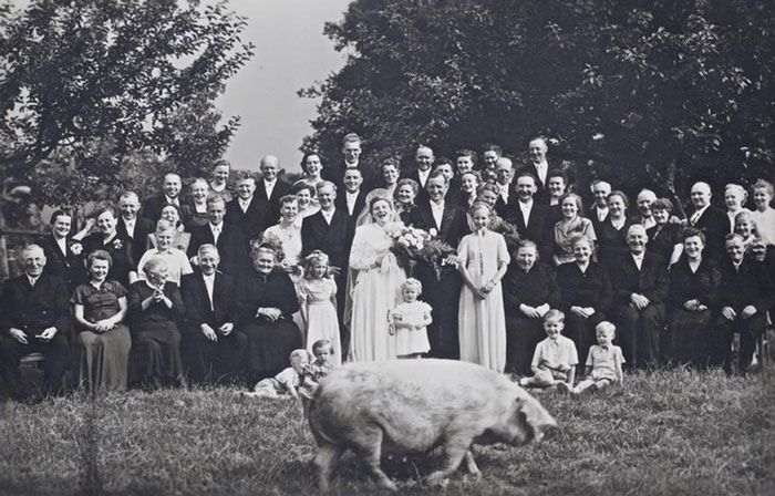 Świnia przebiegła akurat, gdy fotograf robił zdjęcie. 1927 rok.