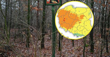 Rośnie zagrożenie w polskich lasach. Wszystko widać na mapach