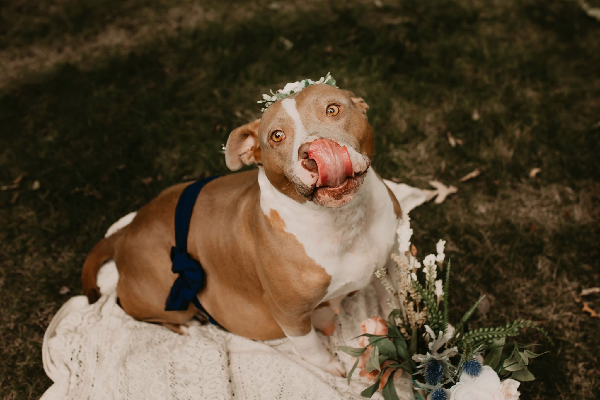 Sesja ciążowa pitbulla? To dziwne i urocze jednocześnie! 4