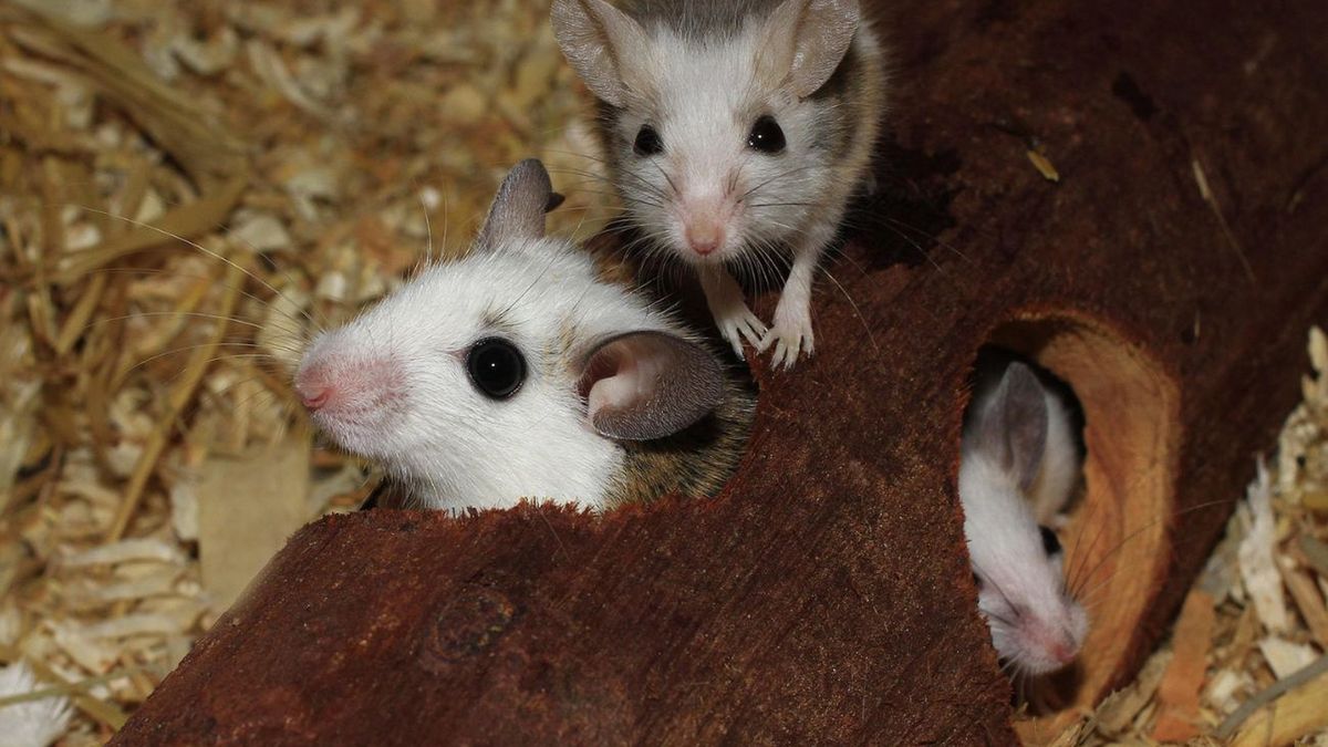 Czy cięcia budżetowe w USA zagrażają zwierzętom laboratoryjnym?