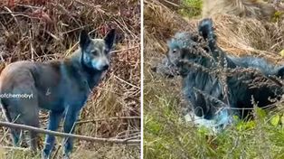 Nibieskie psy w Czarnobylu. Co się dzieje?