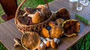 Ceny grzybów poszybowały. Kosztują nawet 90 zł za kilogram