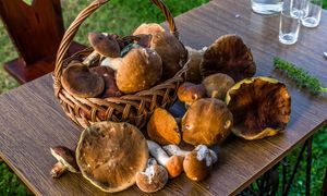 Ceny grzybów poszybowały. Kosztują nawet 90 zł za kilogram