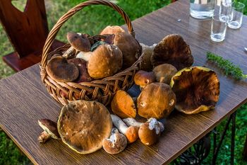 Ceny grzybów poszybowały. Kosztują nawet 90 zł za kilogram