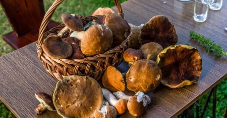 Ceny grzybów poszybowały. Kosztują nawet 90 zł za kilogram