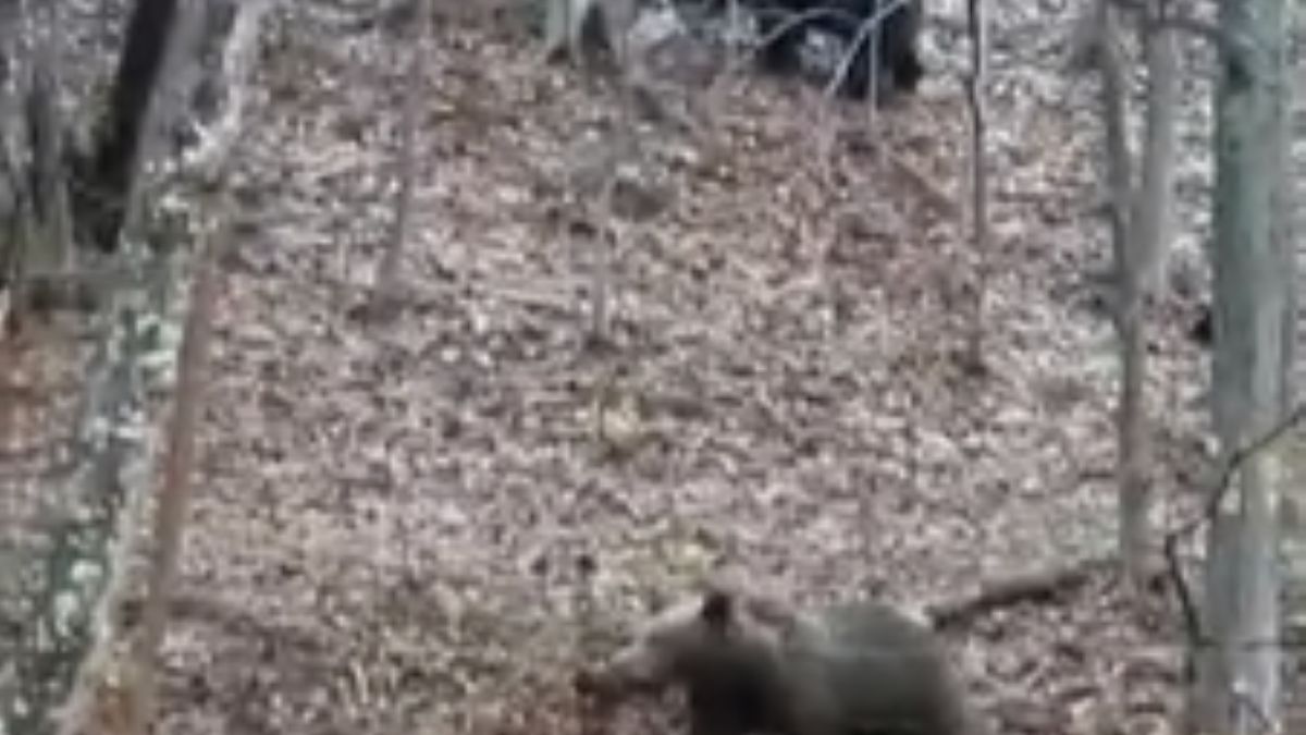 Co przeszkodziło niedźwiedziom w ich zimowym śnie? 