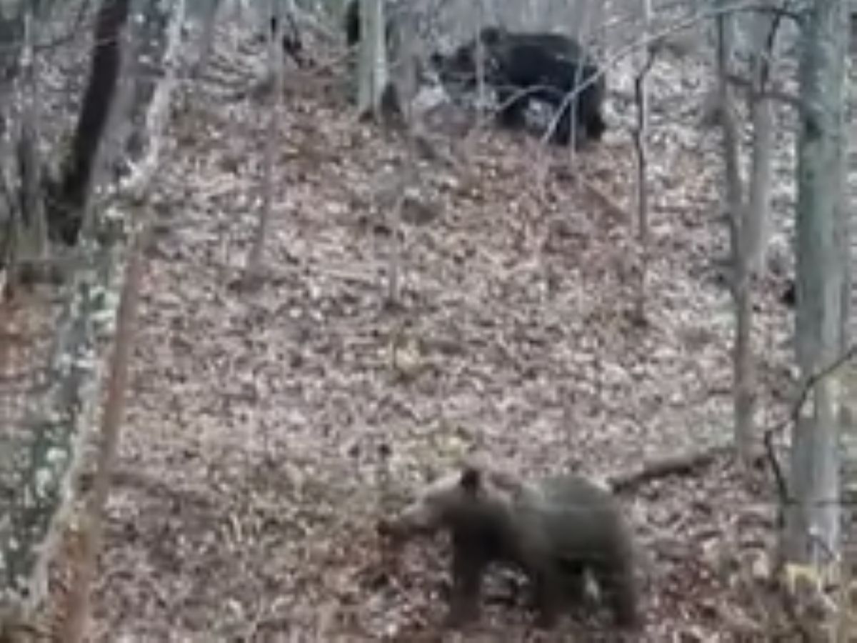 W Bieszczadach obudziły się już pierwsze niedźwiedzie. Mamy nagranie