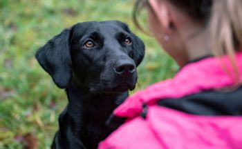 Pies chodzi za tobą krok w krok? Oto co za tym stoi