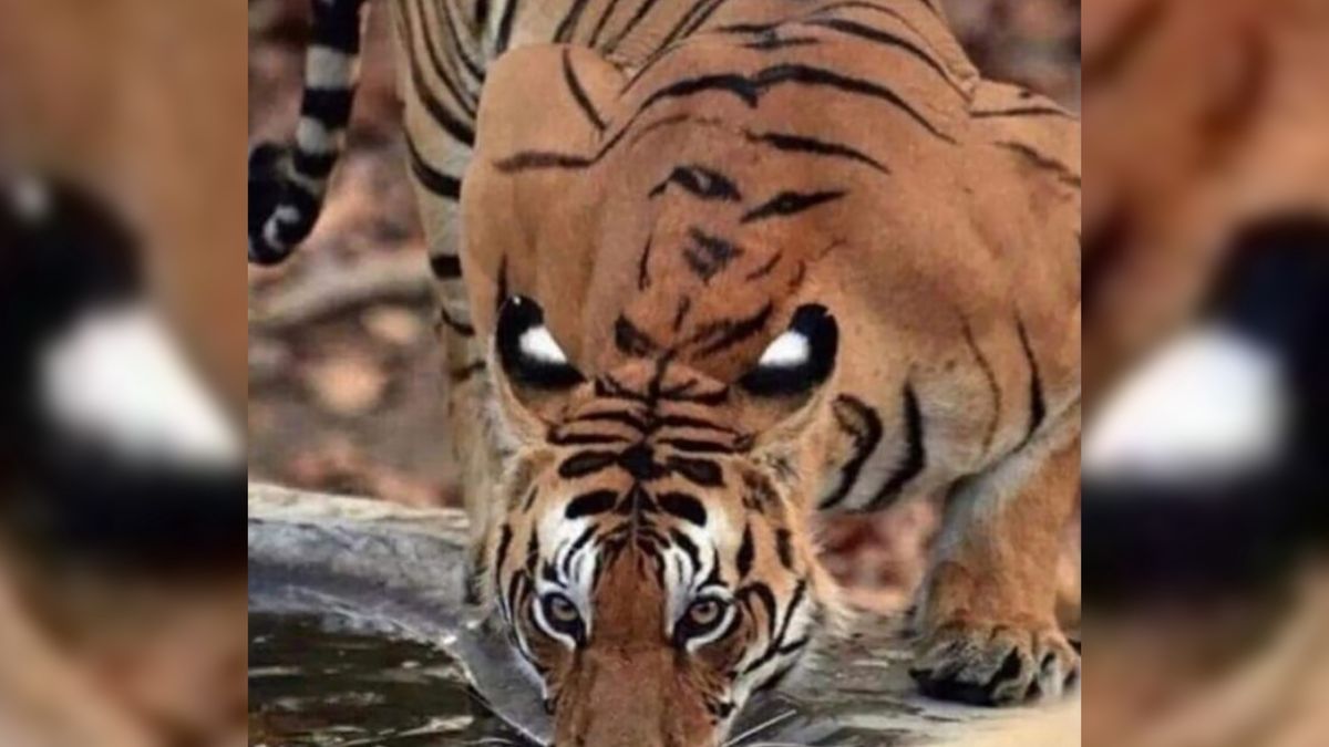 Przykład zjawiska pareidolii. Tygrys wygląda jakby miał jasne oczy na grzbiecie.