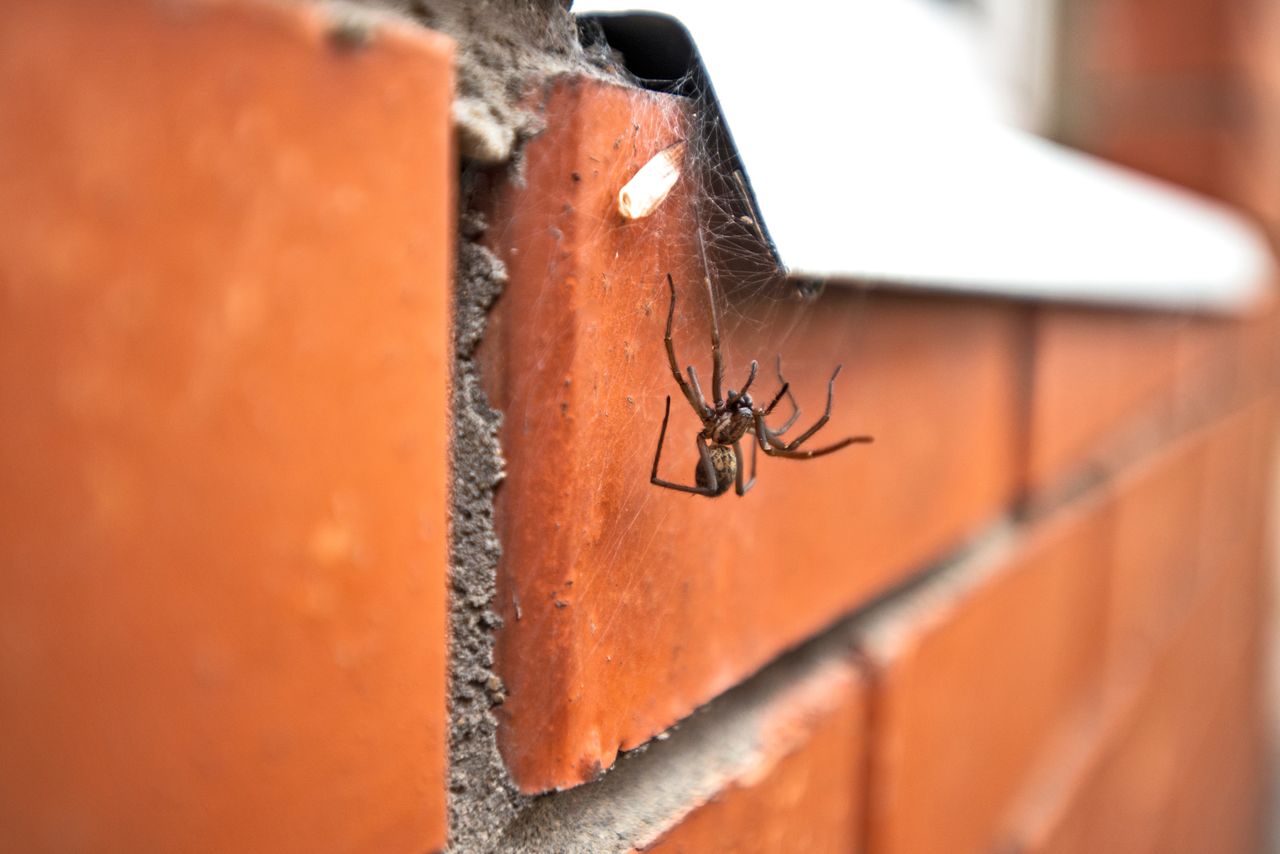 Postaw na parapecie. Pająki nawet się nie zbliżą