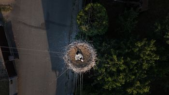 Bociany z kamerami. Polska ekipa ruszyła z drugą odsłoną badań