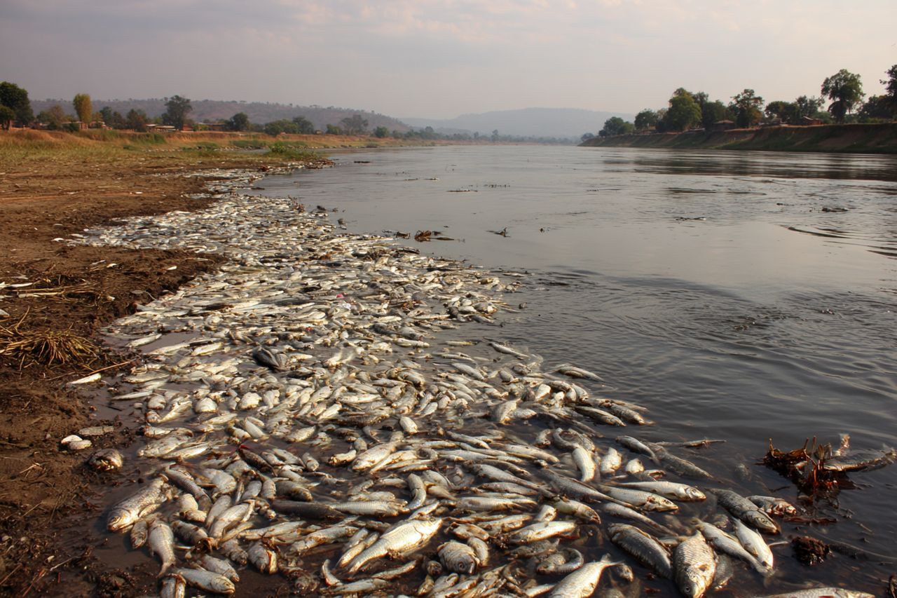 Katastrofa ekologiczna w Zambii. Rolnicy pozywają chińskie spółki.
