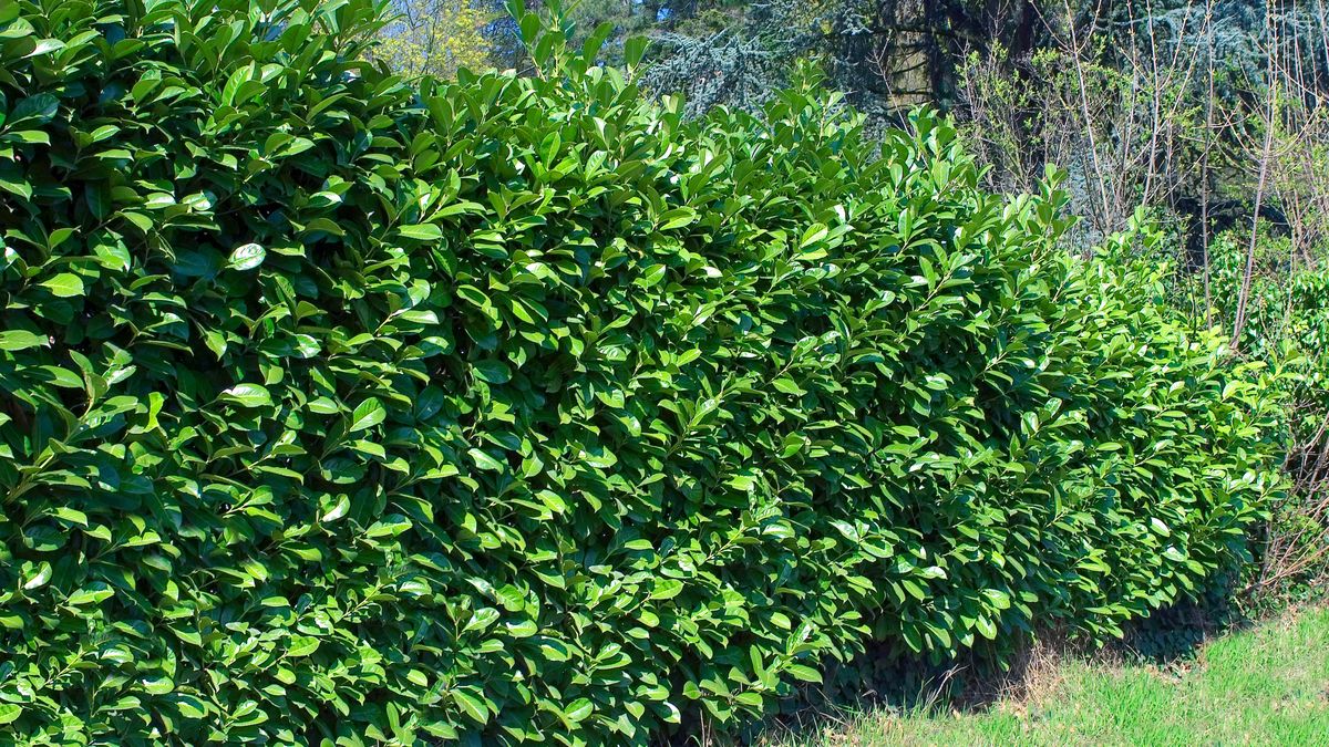 Posadź w ogrodzie, zamiast tui