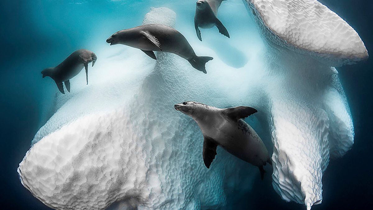 Underwater Photogrpher of the Year 2020 – najlepsze zdjęcia podwodne 1