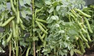 Kiedy siać bób? To jeden z najważniejszych terminów w ogrodzie