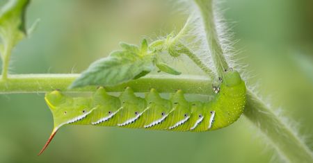 Słyszy bez uszu. Na rozwiązanie zagadki czekają producenci mikrofonów