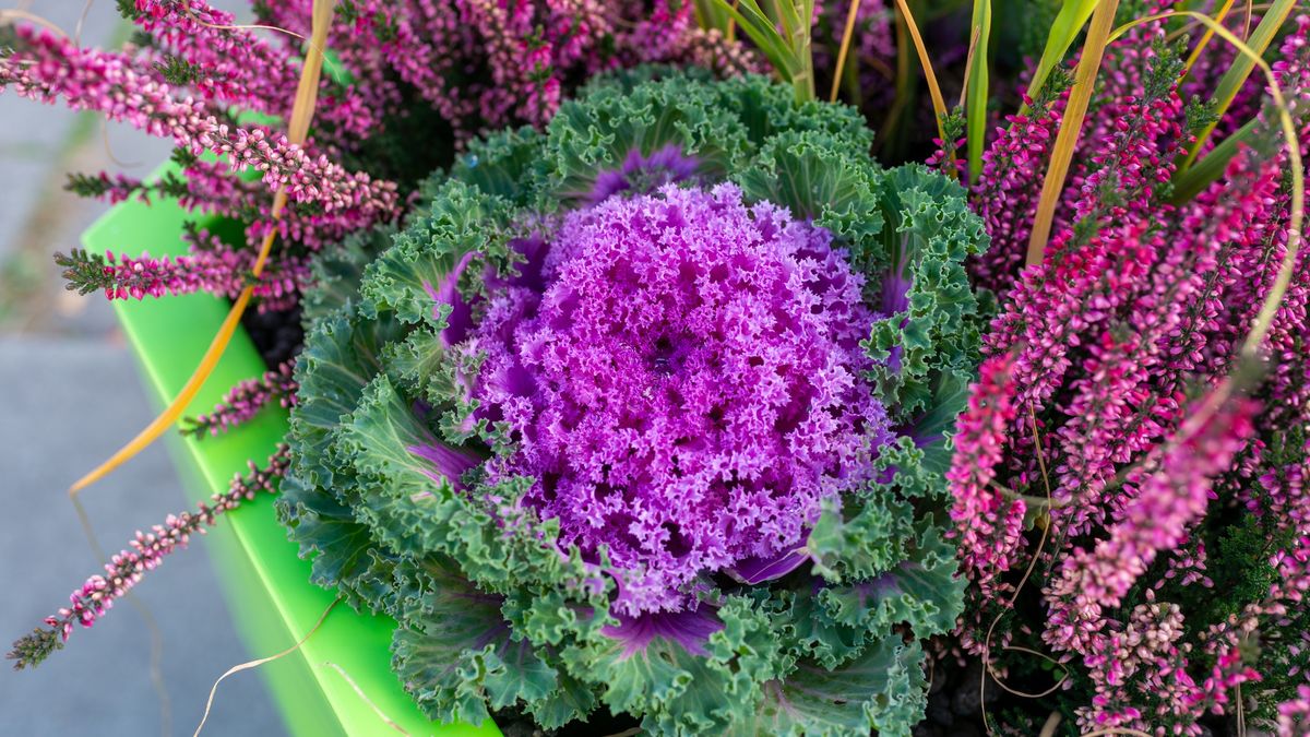 Colorful ornamental cabbage and heather in planter closeup
Decorative arrangement featuring purple ornamental cabbage surrounded by pink heather and grasses in a bright planter. Seasonal urban gardening concept with rich texture, color, and fresh autumn mood.
Volha Zhukava
