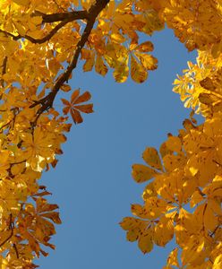 23 września - pierwszy dzień jesieni. "Złota" pora roku zachwyci miłośników nieba