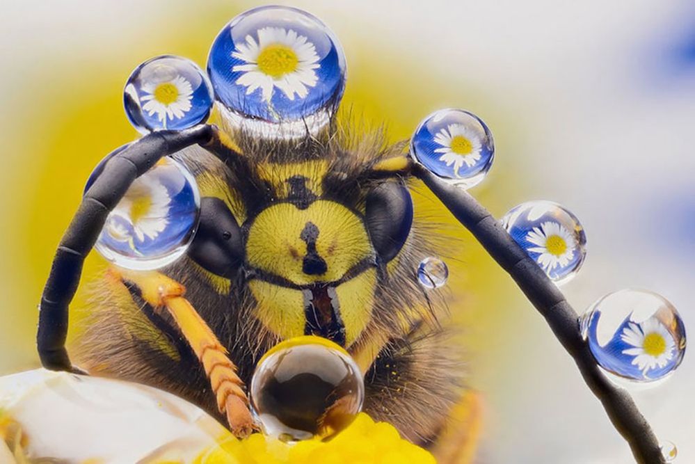 Najzabawniejsze zwierzaki konkursu Comedy Wildlife Photography Awards 2016