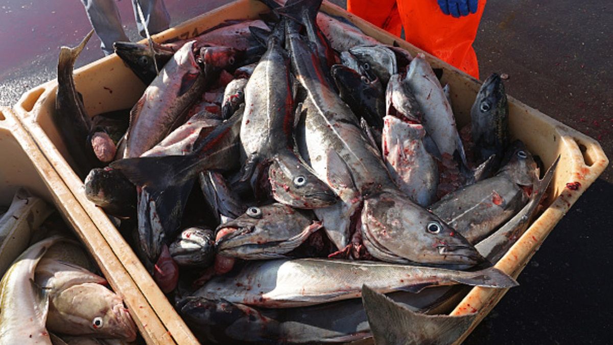 Populacja dorszy w zachodnim Bałtyku w punkcie krytycznym