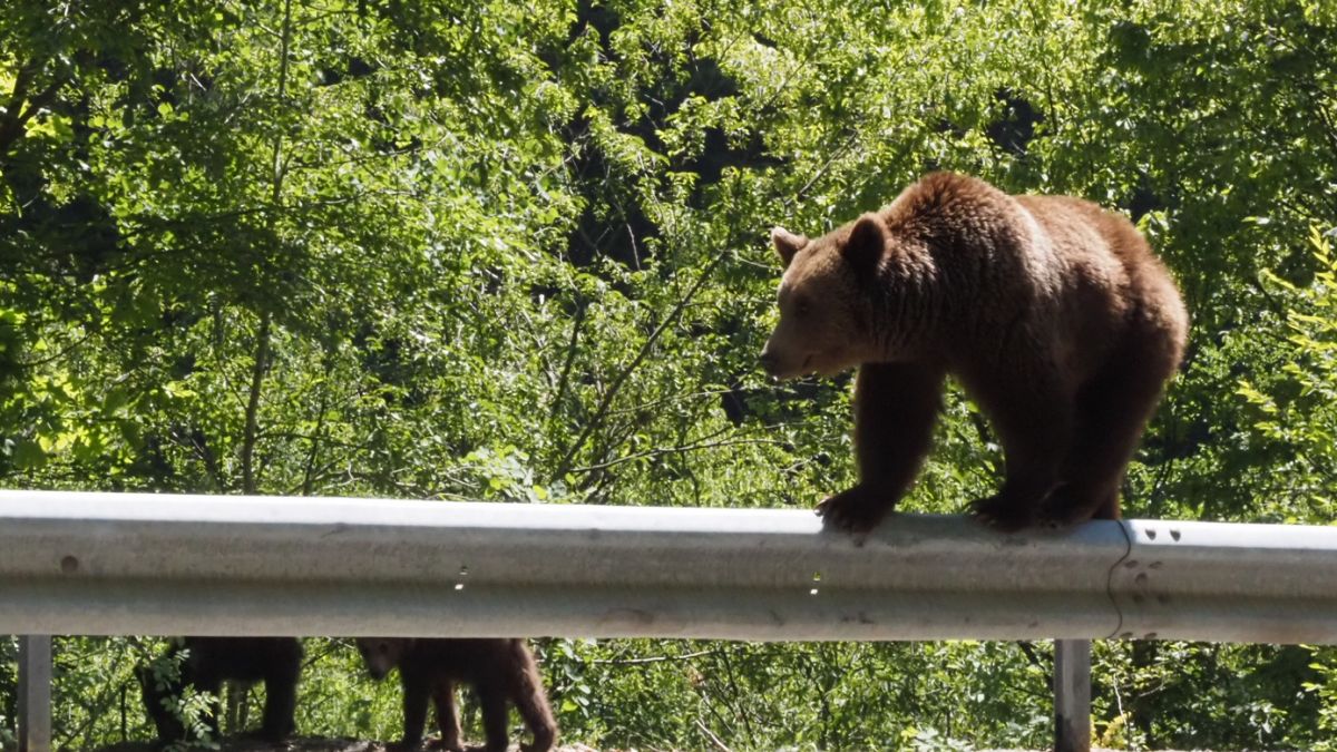 Aneta  z Warszawy spotkała niedźwiedzie przy kultowej